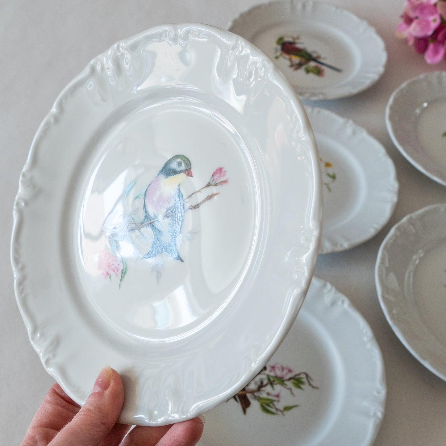 12 assiettes porcelaine Winterling Bavaria oiseaux