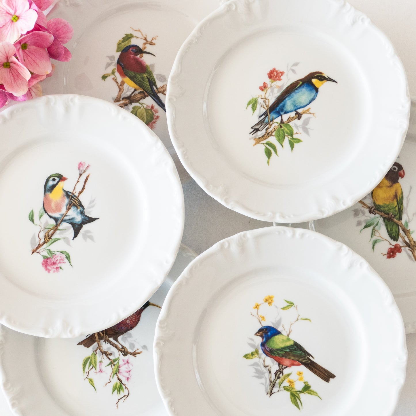 12 assiettes porcelaine Winterling Bavaria oiseaux